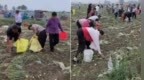 宿州埇桥500亩土豆被哄抢，被曝光后民警要求种植户删帖！