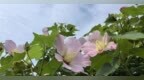 武汉白玉公园木芙蓉紫薇齐放
