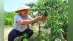 合肥蜀山：夏季采摘“果”真好