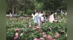 长春公园6万余株芍药绽放