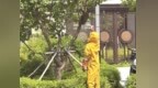 小区惊现马蜂窝 消防妥善处置 消防提醒：市民不可盲目自行处理