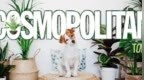 猫狗双全且绿植环绕的好日子是谁在过？