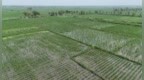 镇赉：茭白破局 盐碱地开辟农业新“蓝海”