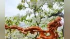 直播晒雕工别Young圈粉　守艺人让千年非遗"枯木逢春"