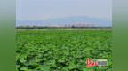 张家口怀来：城畔湿地绘生态文明新画卷