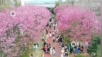 江西发布16条“赣鄱清凉”避暑旅游精品线路