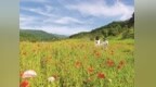 蛟河市幽芳谷：盛夏赏花海，生态旅游助力乡村振兴