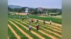 吉安高速场站变身晒场 三年晒粮150吨、减损粮食6000斤