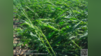 平安产险黑龙江分公司：嘉荫支公司积极应对强对流天气 全力保障群众利益