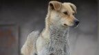 中华田园犬，为何被这些城市拒之门外？
