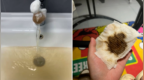 余杭水务回应自来水异味原因：苕溪原水出现异常，政府部门介入调查