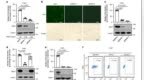 Nature｜中山大学科学家破解EB病毒入侵之谜！发现关键受体R9AP