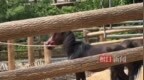 太原动物园回应一匹黑马满脸是血：受惊撞伤非虐待