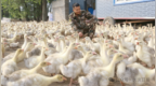 “鹅鹅鹅”！大庆杜尔伯特唱响富民向天歌