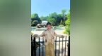 这才是真正的“诗与远方”：邓超予纽约时代广场唱响《桃花庵歌》，让世界听见中华文化！