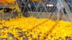 大沙河畔“甜蜜”升级，丰县黄桃罐头香飘世界