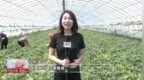 长春市双阳区：甜瓜抢“鲜”上市 瓜农“甜蜜”增收