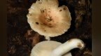 新物种+2！江西阳际峰国家级自然保护区发现红菇属新物种