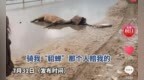 游客骑马相撞马死人伤 涉事女游客赔3万元冤枉吗？多方回应
