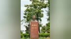 特稿·袁则存｜一棵梓树的民族记忆