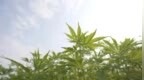 龙江森工集团：“一株麻”撬动生态产业大格局
