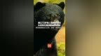 丽江72岁老人遭黑熊袭击  头皮和左眼球都被抓咬掉！事发地离家仅几百米，住院一周仍在<em>ICU</em> 当地镇政府：开展救助排查，提醒群众防范