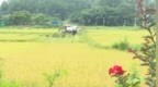 海丰：南方电网帮扶显成效，50亩撂荒地变身“金稻田”