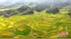 广西三江田园染金景如画