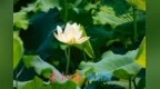 满湖荷花映华山 夏日风光惹人醉