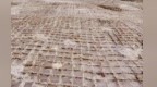 修复9600亩退化林　阿克塞为了“沙”