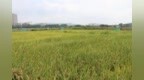 土地“流”出新活力 “转”出乡村新“钱”景