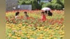 长春公园百日菊绚烂盛放，为市民呈上视觉盛宴