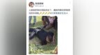 川西土拨鼠“偷走”一游客车钥匙 当地村干部帮忙找回