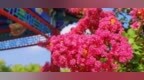 泰山虎山公园：紫薇花开 惊艳盛夏