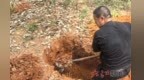 进贤县麻石咀村遭蚁害追踪：第三方灭蚁公司已挖出大小蚁穴18个
