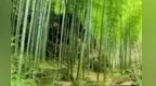 与竹为邻