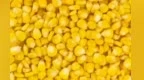 玉米“芯片”入选最新甘味品牌　有“种”张掖咋做到的