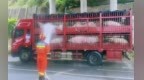 40余头“二师兄”快热晕！萍乡消防紧急“淋浴”降温