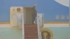 特朗普：将由乌克兰“自行决定”领土交换问题