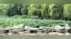 烟台：夏日风光好 满池荷花香