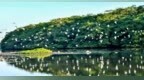 万鸟齐飞处，绿水青山变金山银山——“两山”理念下的“小鸟天堂”蝶变
