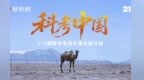 科考中国|从死亡禁区到生命希望，守护沙漠精灵野骆驼