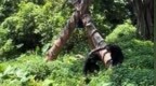 黑猩猩持木棍暴打的鸟类为黄嘴鹮（<em>hu</em>án）鹳（guàn），非濒危物种，目前已送医救治