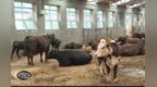 德惠市肉牛养殖“蓄”势勃发 群众增收“犇”劲十足