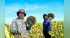 兰州新区万亩葵花“丰”景耀眼　绘金色产业画卷