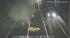 高速追尾至群猪“出逃” 河北交警紧急处置