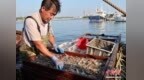 河北秦皇岛：开渔时节喜丰收