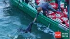 海豹“阿侬”恋上文昌这片海