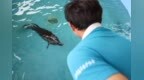 海南万宁获救海豚“万万”恢复良好 即将重返大海