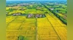 罗山县子路镇：稻浪翻滚，谷香四溢